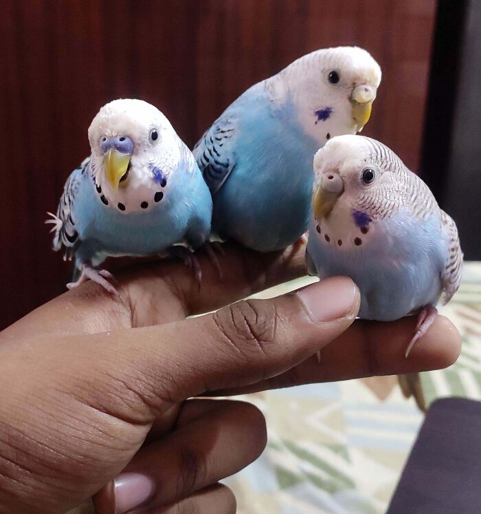 The Middle One Is The Mom Of The Other Two, Her Name Is Cookie