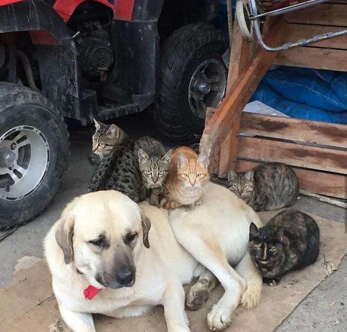 I Don't Have Any Cats