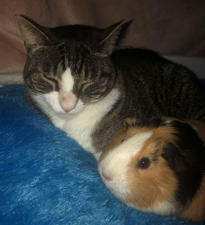 Misty Thinks Peggy Is A Kitten And I Will Never Tell Her Otherwise