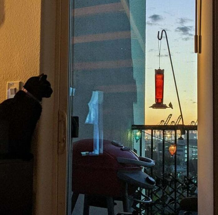 My Cat Is BFF With A Hummingbird