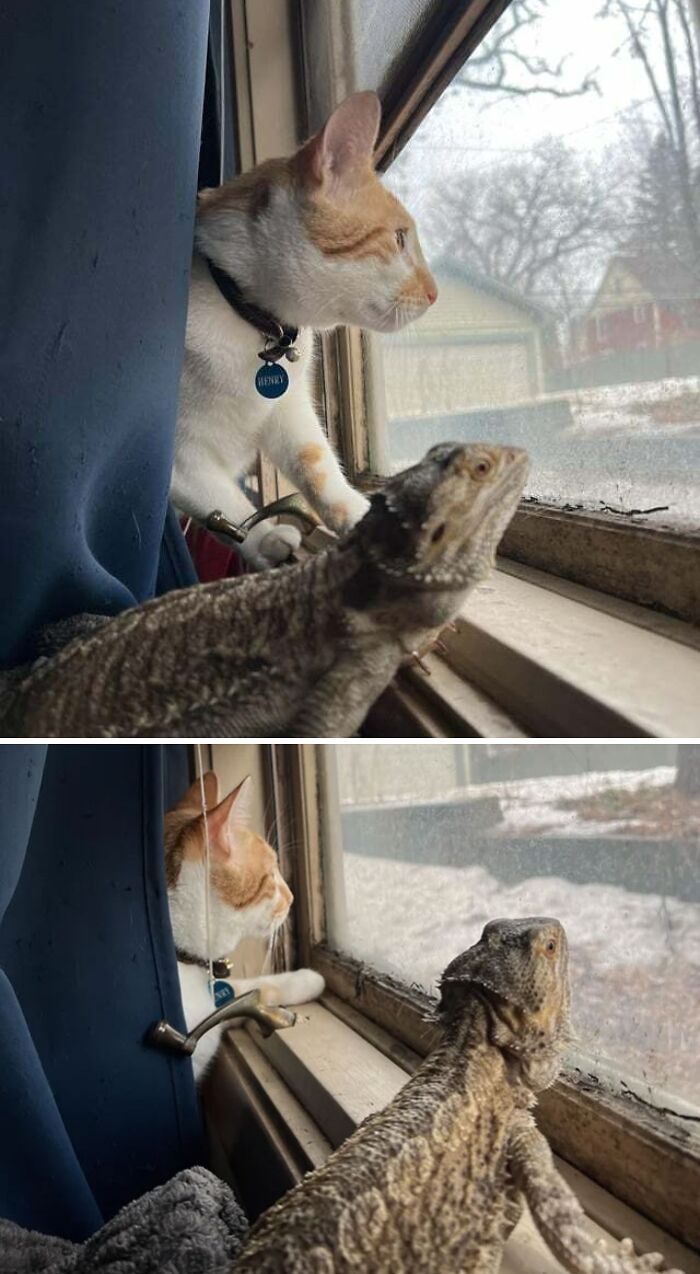 They Love Watching The Bird Feeder Outside Of The Window Together