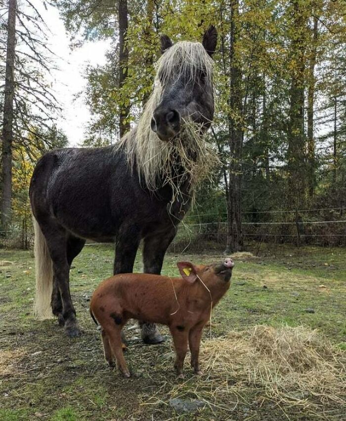 A Neighbor's Pig Took A Real Liking To My Horse Skinnier And Wouldn't Leave His Side