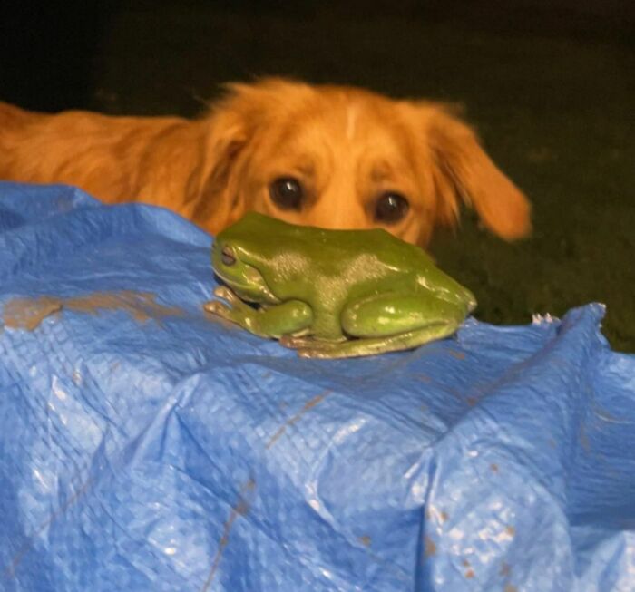 What The Heck Is This In My Yard?! His Bark Is A Little Croaky 