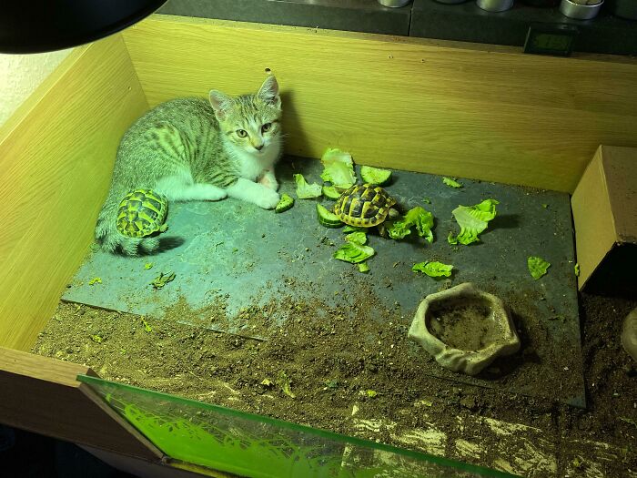 My Kitten Has Found The Warmest Spot In The House