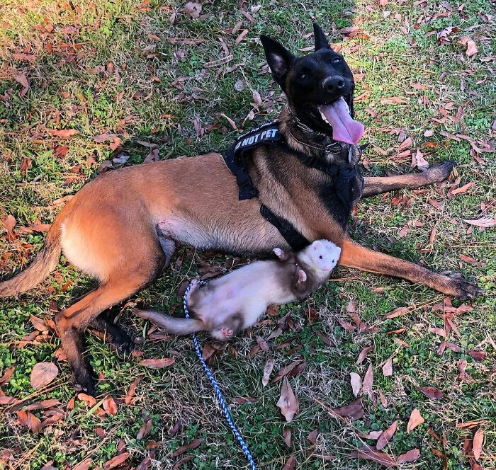 Dogs Aren’t Just Man’s Best Friend! They Can Be A Ferrets Best Friend Too