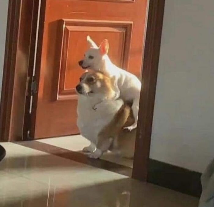 Them Observing The Visitor