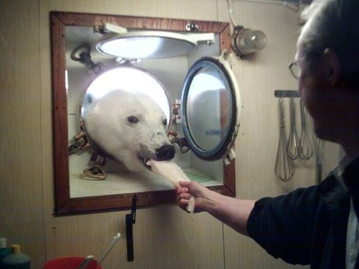 My Uncle, Who Works On An Arctic Research Vessel, Got An Unexpected Visitor Today