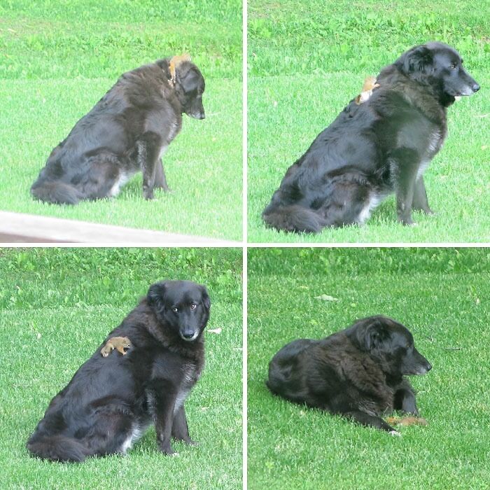 Our Dog And A Baby Squirrel Just Hanging Out