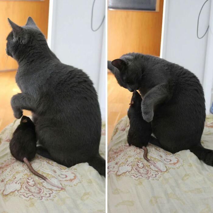 My Friend's Cat And Rat Are Best Buddies