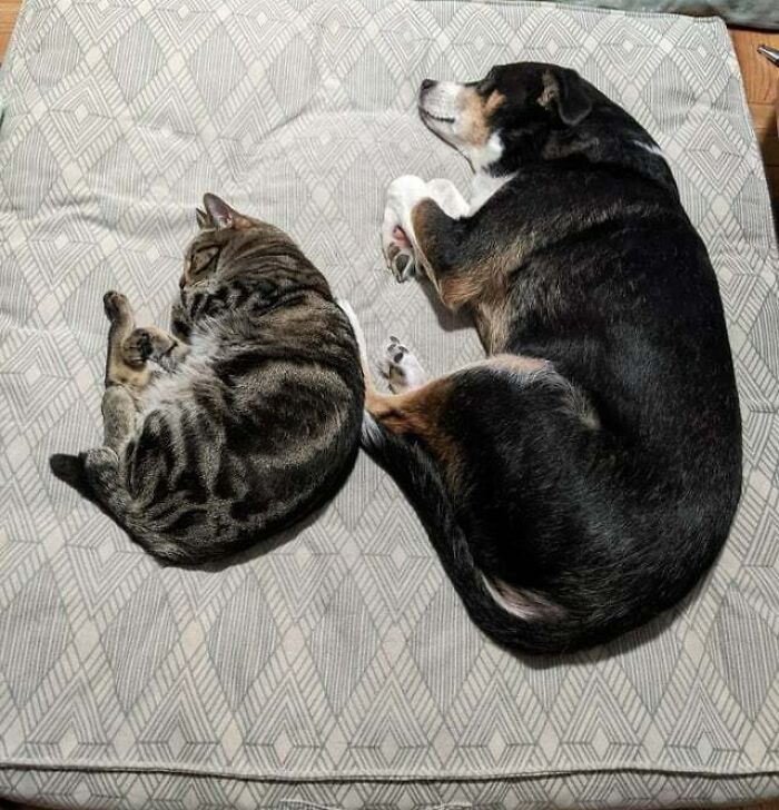 Acorn My Kitty Loves To Cuddle With His Big Brother Cosmos