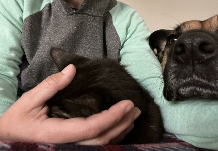 Someone's Jealous I Have Cat Purrs In My Palm This Morning