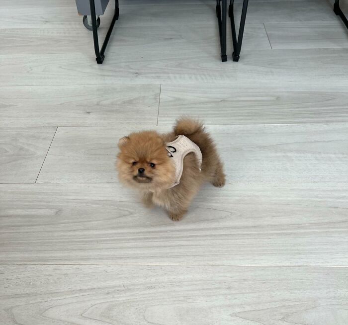 Anyone Know Where I Can Get A Harness Smaller Than Xxs 