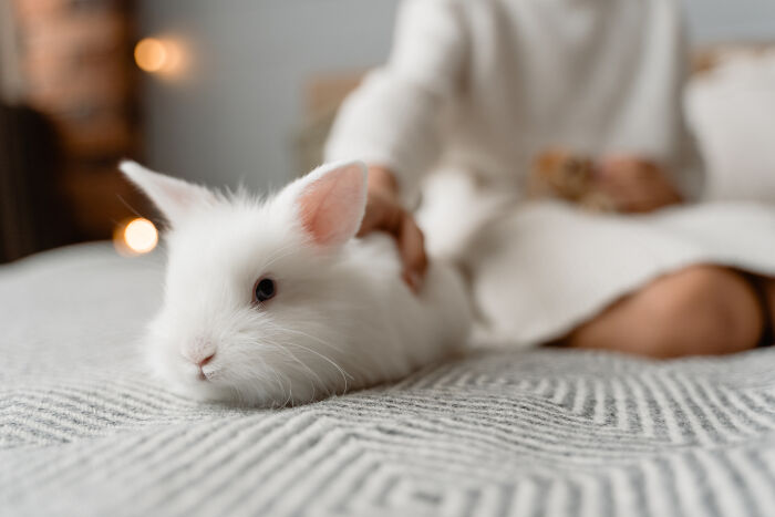 a little white rabbit