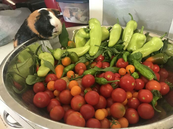 My Wife's Haul From Her Garden This Morning