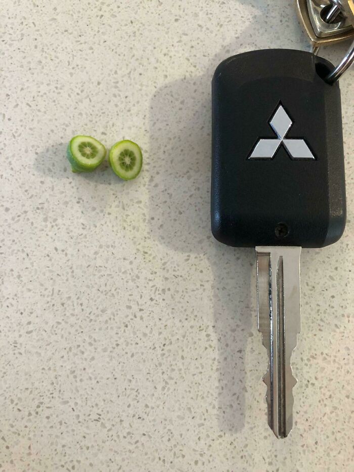 My First Lime Harvest. No Banana For Scale