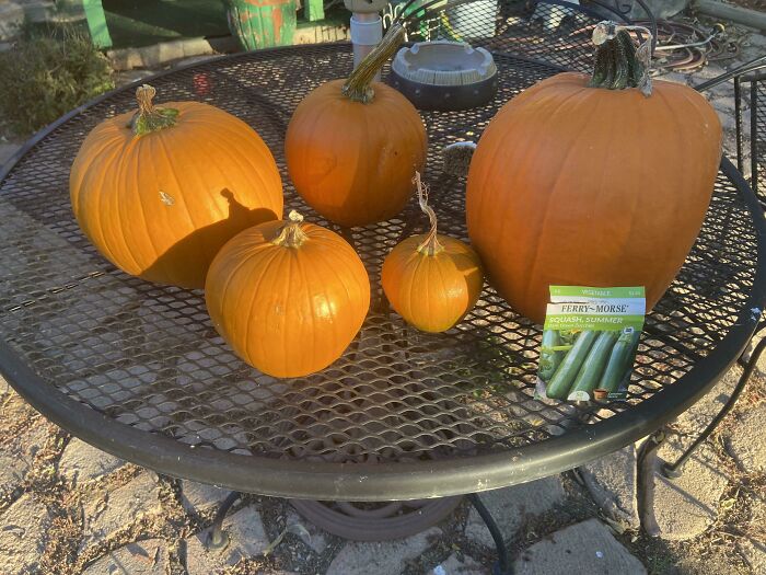 My Dads Zucchini Harvest…