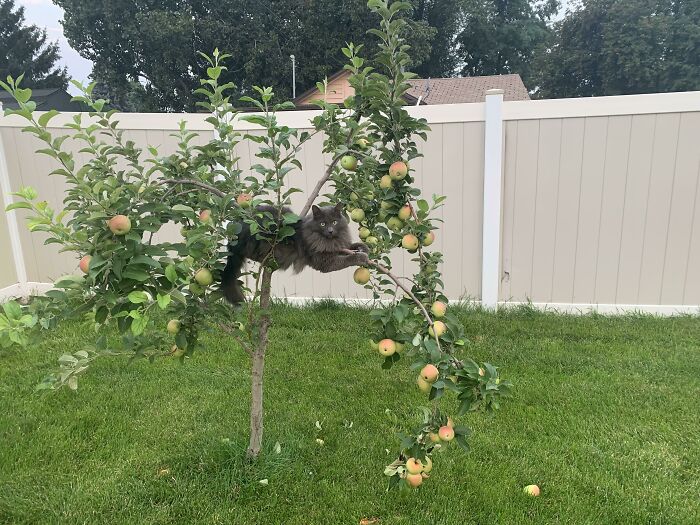 What Kind Of Fruit Is This