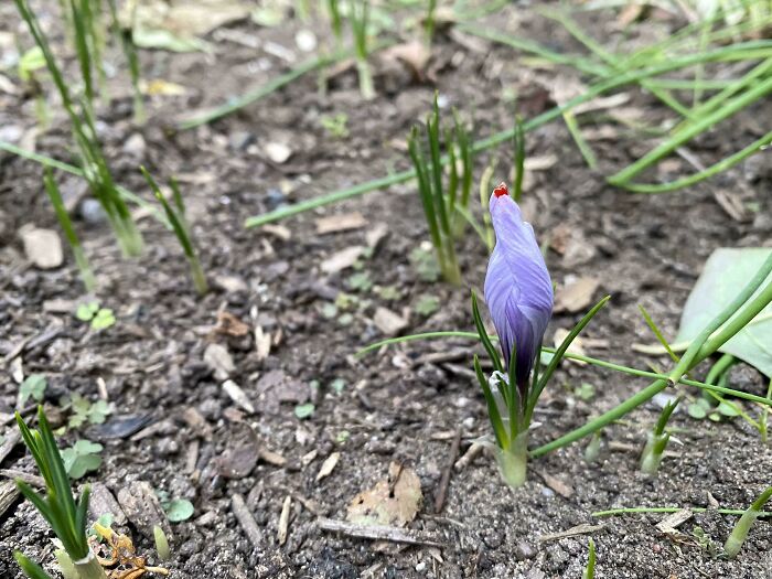 I Grew Saffron! In Michigan!