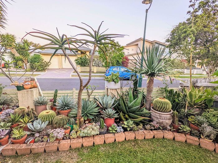 My Front Garden Before The Sunset