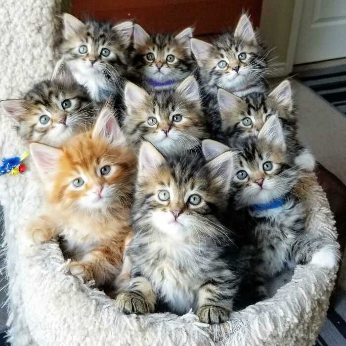 Adorable baby animals, a group of fluffy kittens with varying fur patterns, huddled together in a cozy basket.