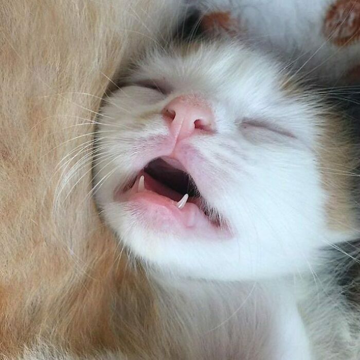 Adorable baby animal sleeping peacefully with mouth slightly open.
