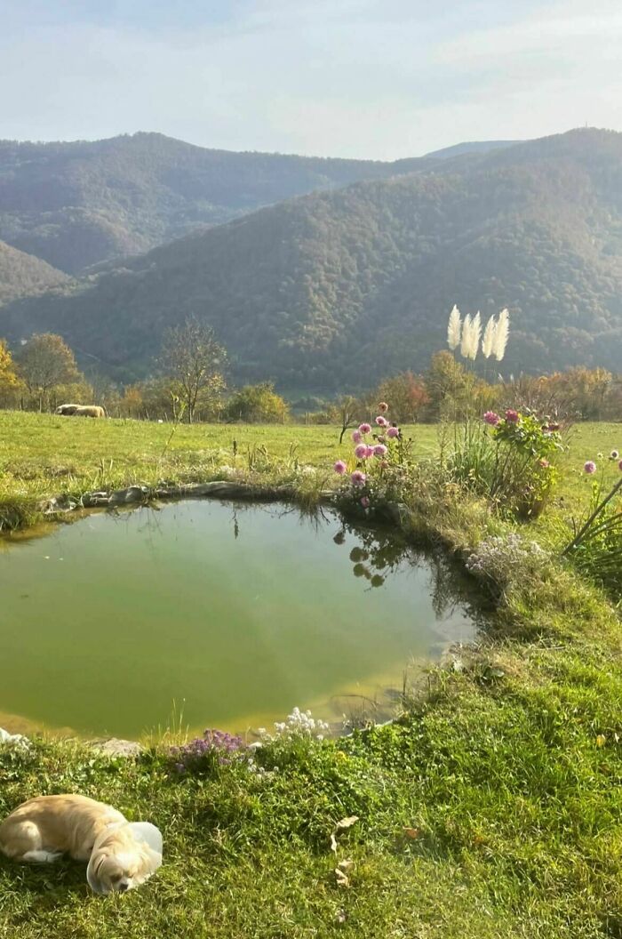 My Cousin Made A Tiny Lake In Our Garden And Put Some Cute Little Fishies In It. What Do You Think? Ps. My Dog Just Had Surgery Which Is Why She Is Wearing The Collar