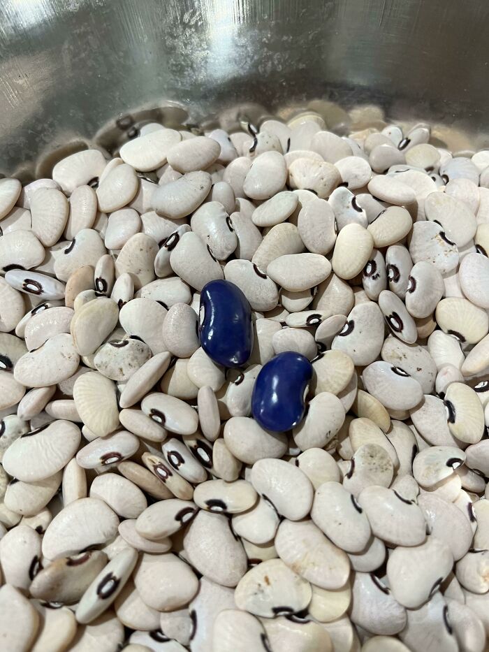 Harvested Beans This Weekend. All Same Vines. Two Are Beautiful Purple? Mutation? Any Ideas?