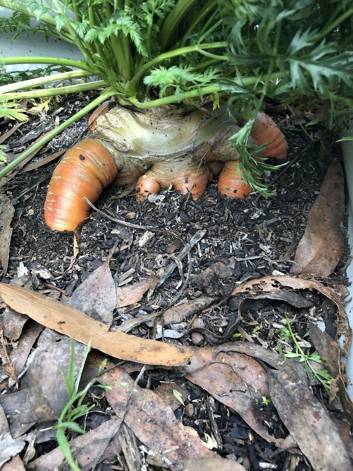 My First Carrot Of The Season. I Fear It