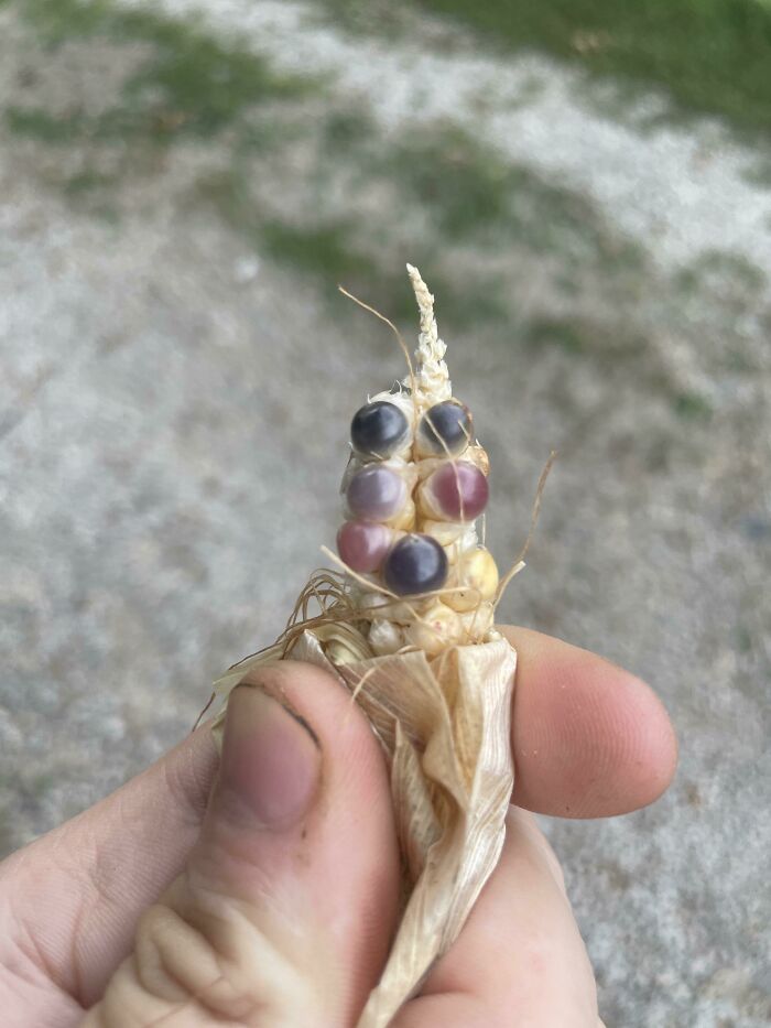 Bountiful Harvest This Year