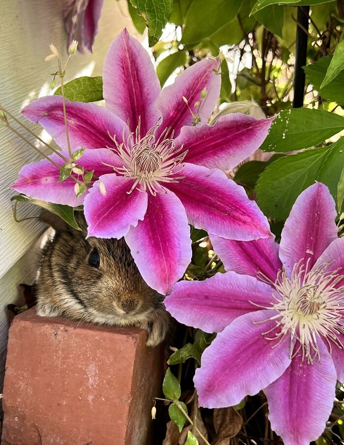 Little Friend Taking Cover In Clematis