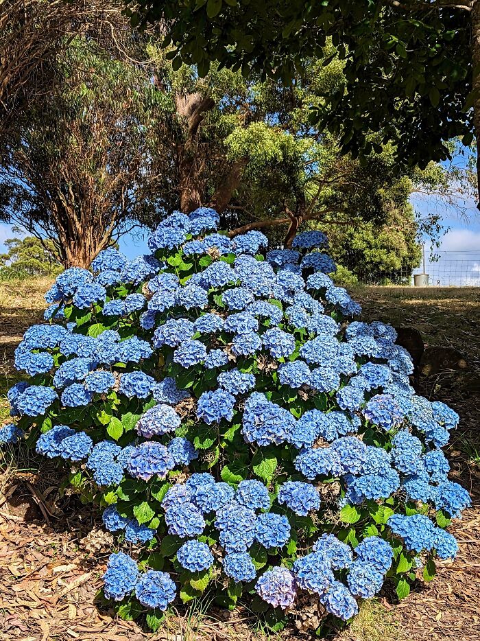 Neglected Hydrangea Bush Growing Under A Walnut Tree, Tasmania, Australia