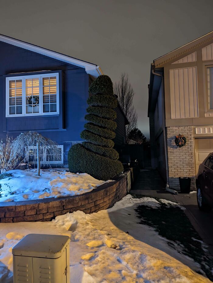 My Neighbor Has Sculpted This Lovely Grower On Their Front Lawn