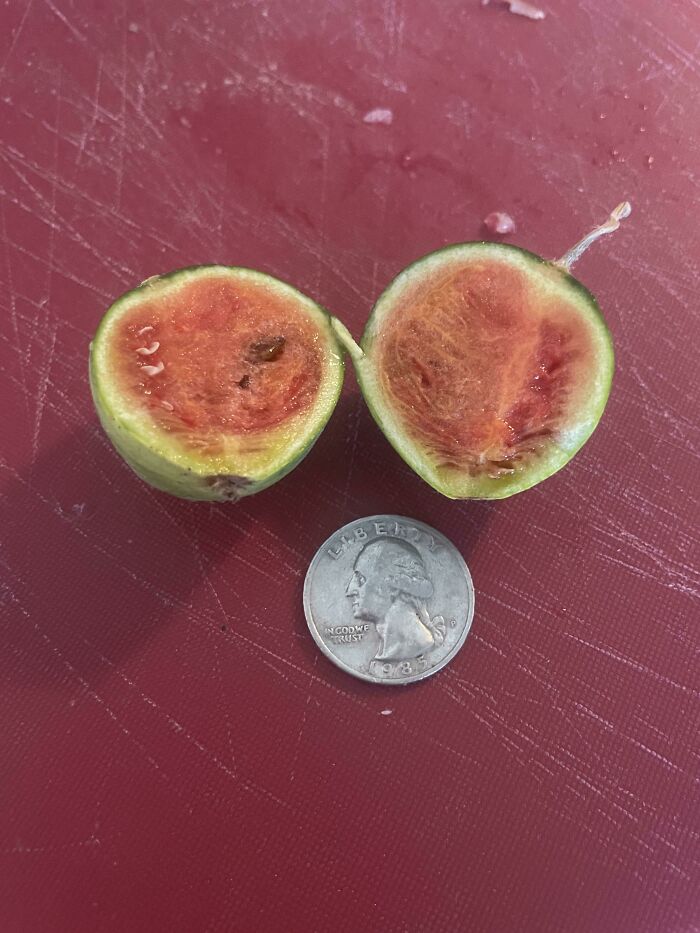 Watermelon Harvest ‘22