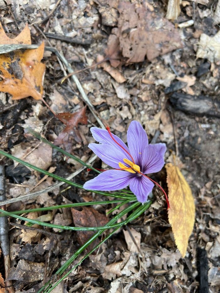I Grew Saffron!!!