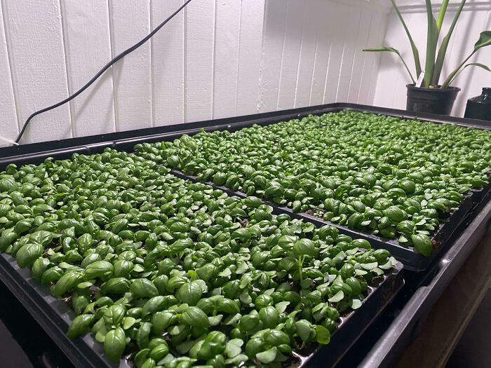 Starting A Bunch Of Basil So My Wife’s Class Can Practice Trimming And Taking Care Of A Plant