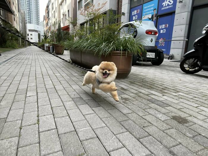 This Boy Loves His Walks