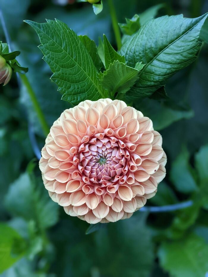 My Wife Grows All Kinds Of Dahlias And I Love Them