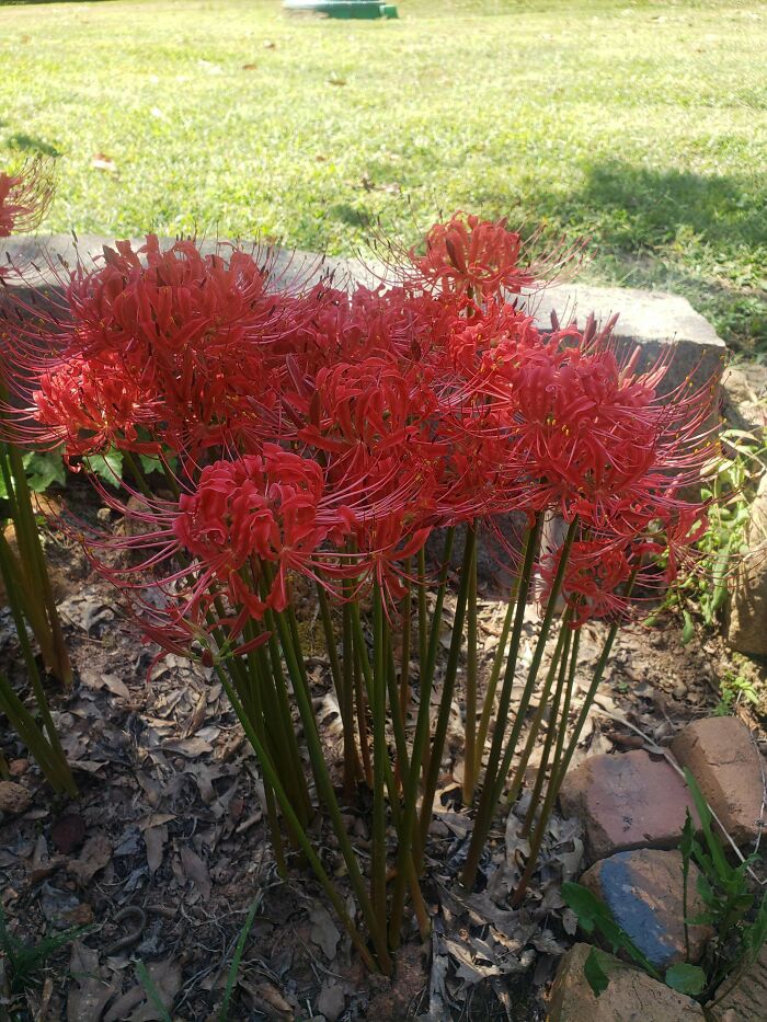 First Year In Our House. Built In 1959 By A "Master Gardener". These Popped Up Last Week