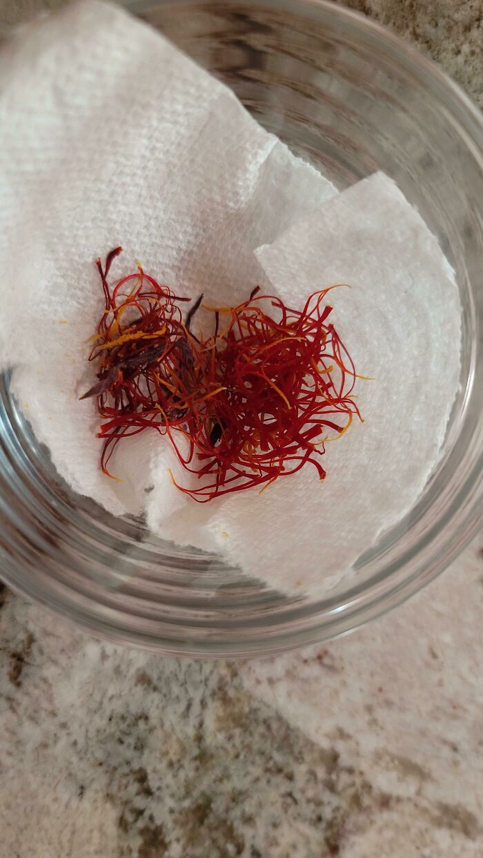 Saffron Harvest