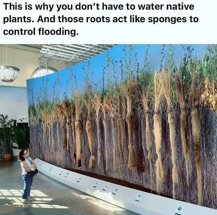 Incredible! I Always Wonder How The Roots Look!