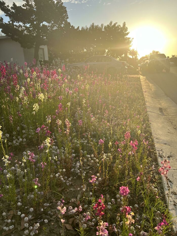 I Love My Neighbors Wildflower Fairy Garden. They Bloom Every Winter
