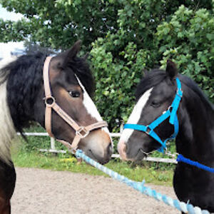 megangriffith avatar