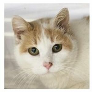 jsbusinessconversations avatar