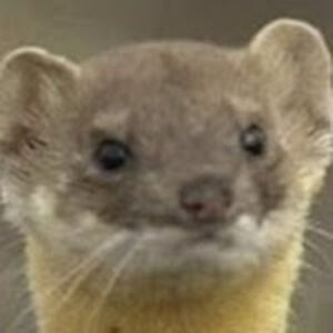 weaselstinkman avatar