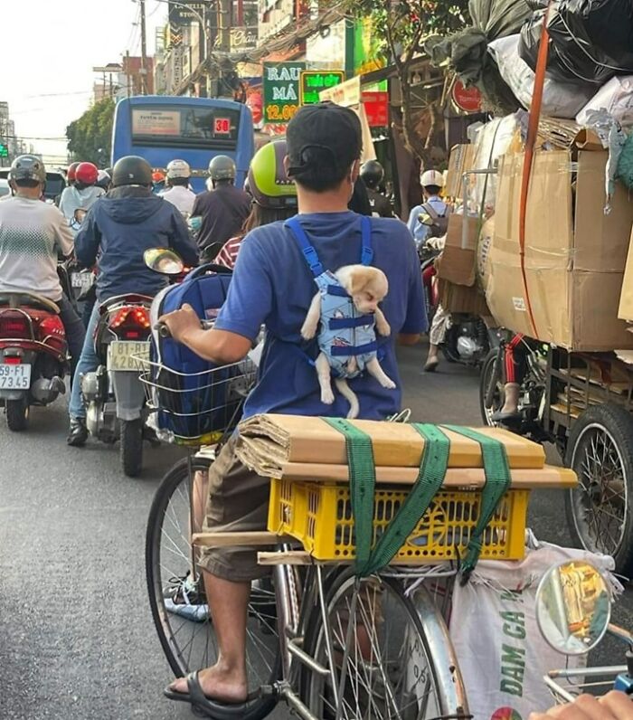 Funny-Important-Animals-Images