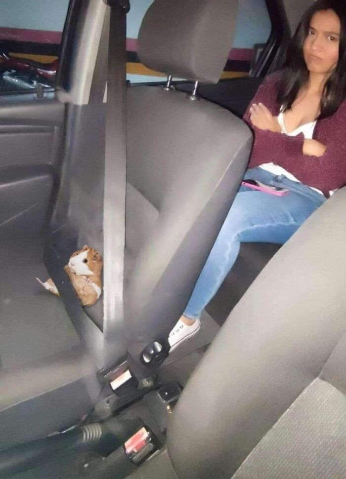 Funny-Important-Animals-Images