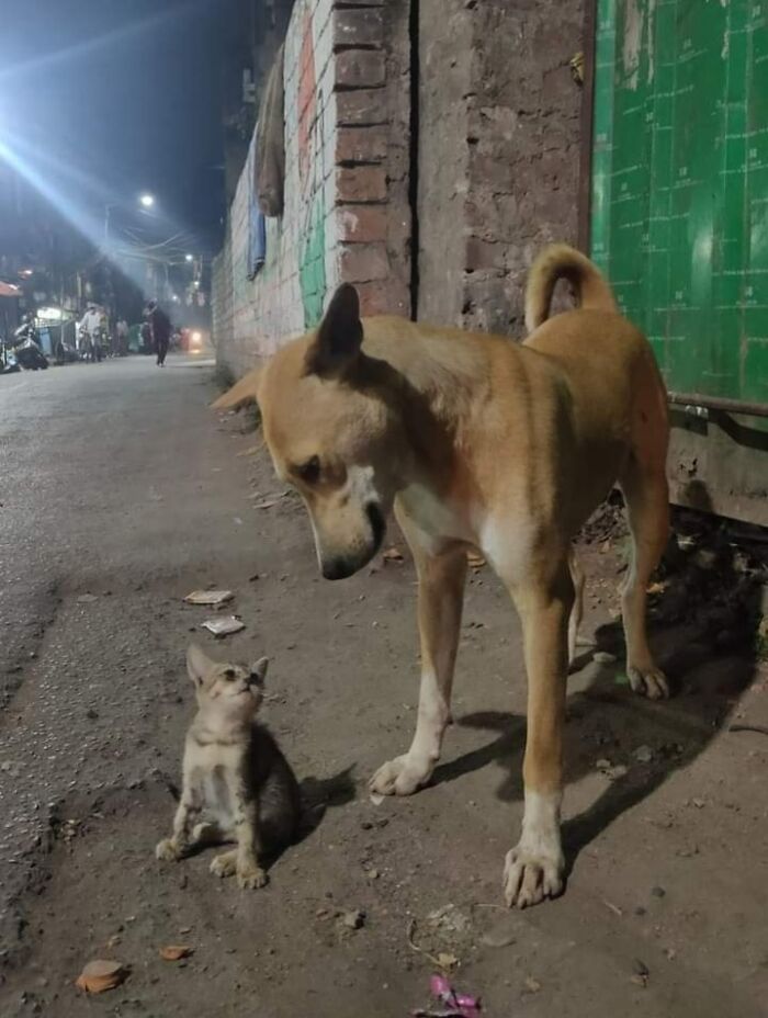 Funny-Important-Animals-Images