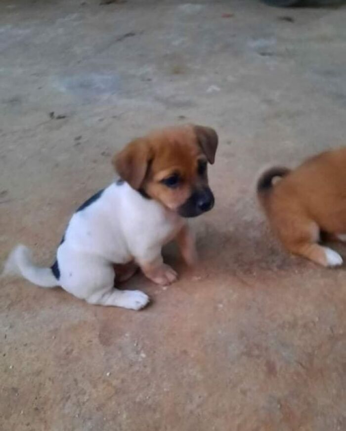 Funny-Important-Animals-Images