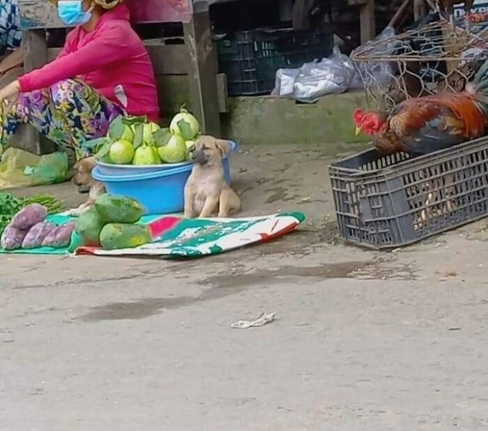 Funny-Important-Animals-Images