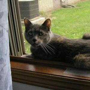 dragonsrestlady avatar